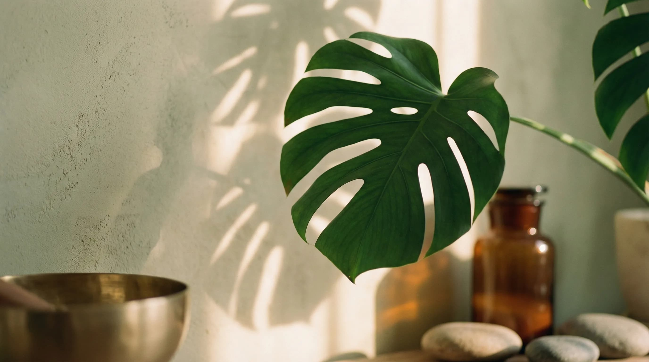 RINOVA Longevity center corner with layered greenery and natural textures